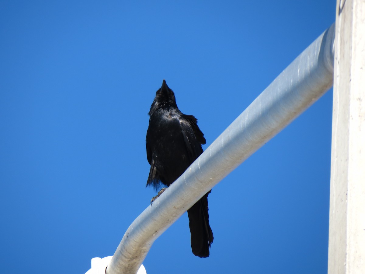 Fish Crow - ML51762981