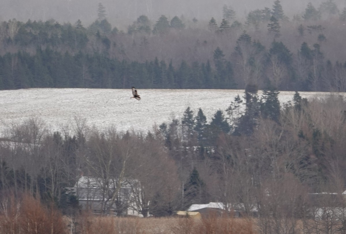 Rough-legged Hawk - ML517632041