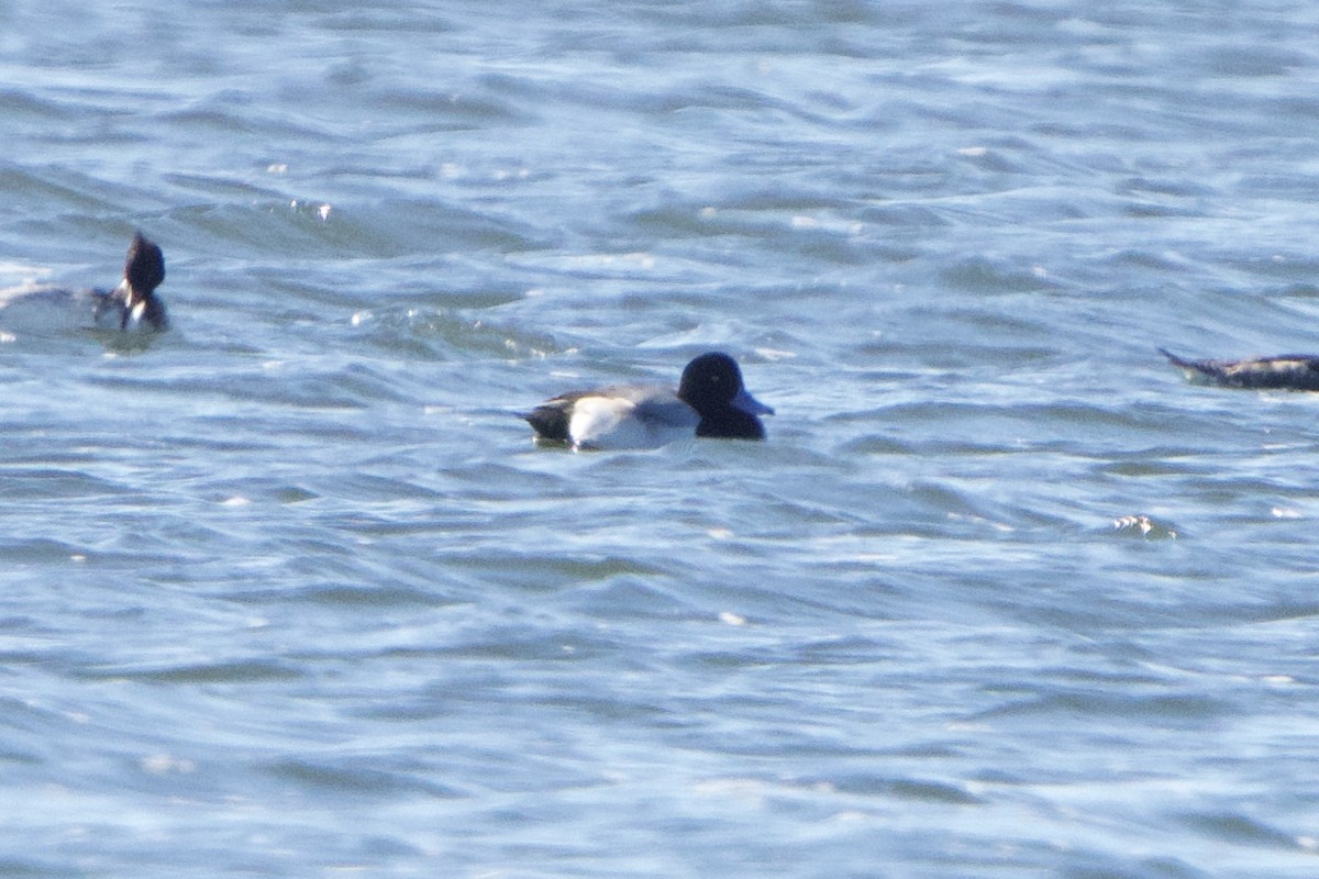 Greater Scaup - Jeff Graham