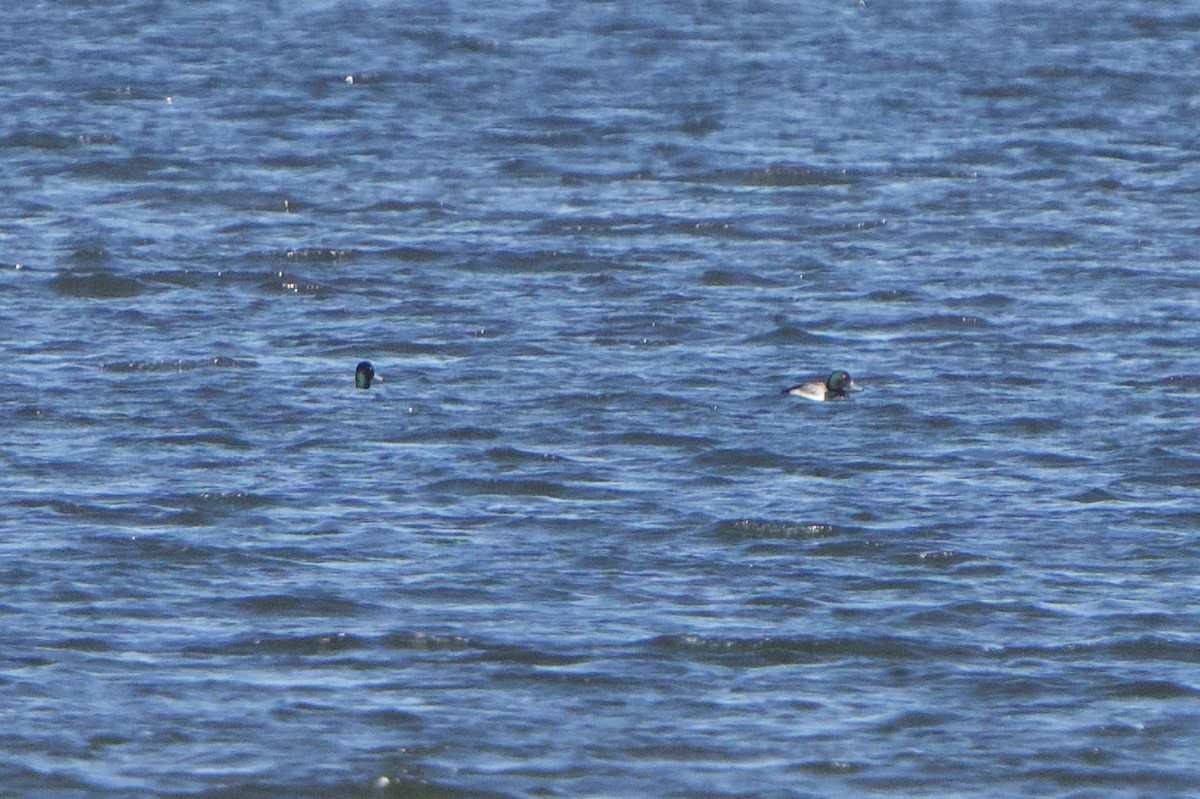 Greater Scaup - Jeff Graham