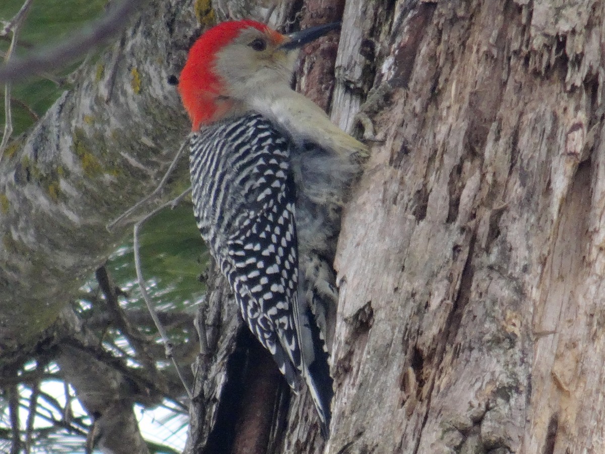 Red-bellied Woodpecker - John Tollefson