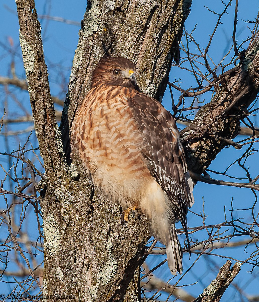 Red-shouldered Hawk (lineatus Group) - ML517636951