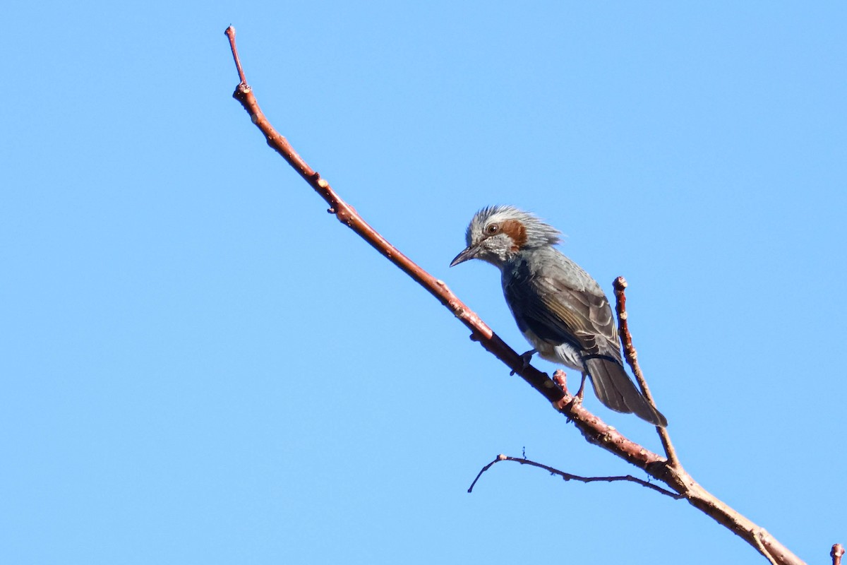 Brown-eared Bulbul - Ying ZHOU