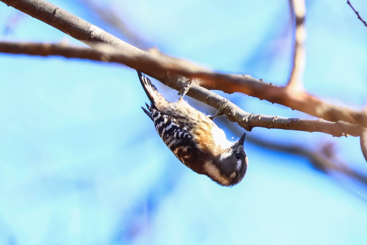 Japanese Pygmy Woodpecker - Ying ZHOU