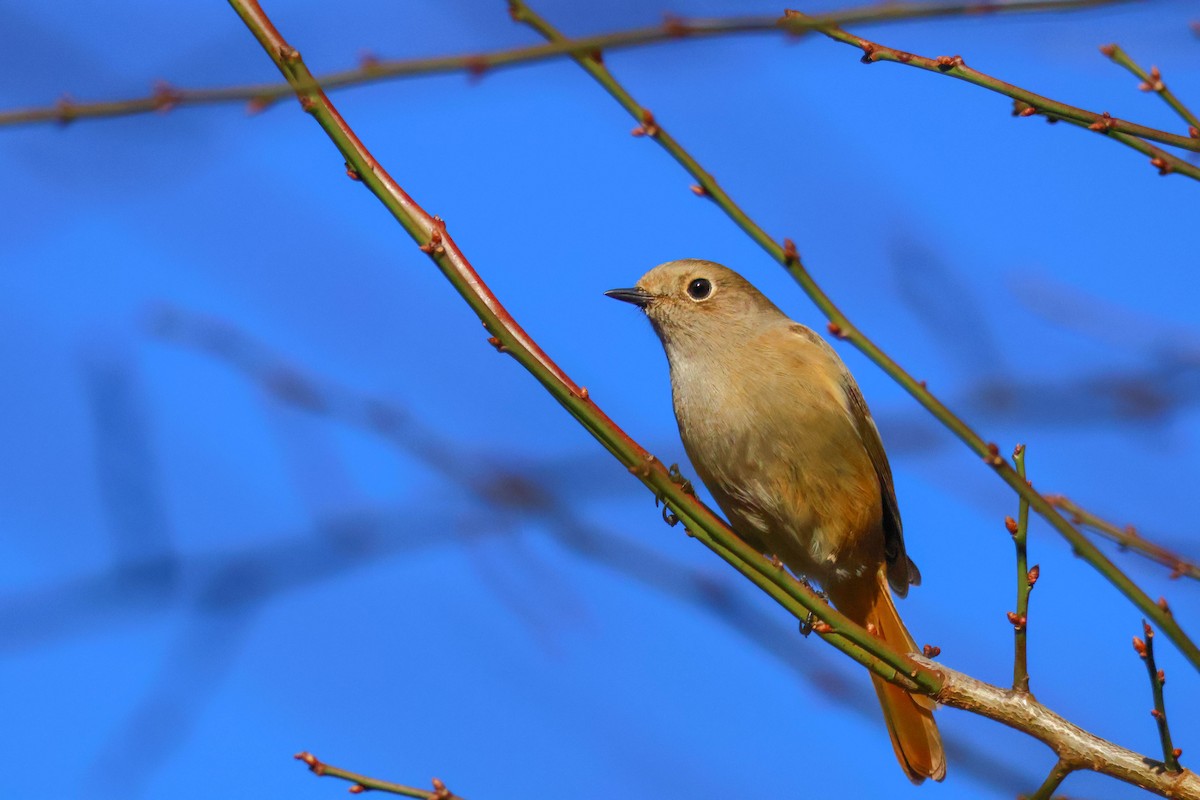 Daurian Redstart - Ying ZHOU