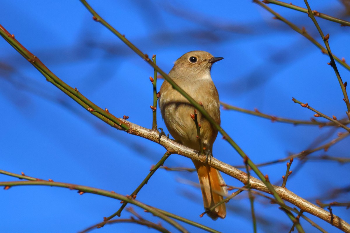 Daurian Redstart - ML517637351