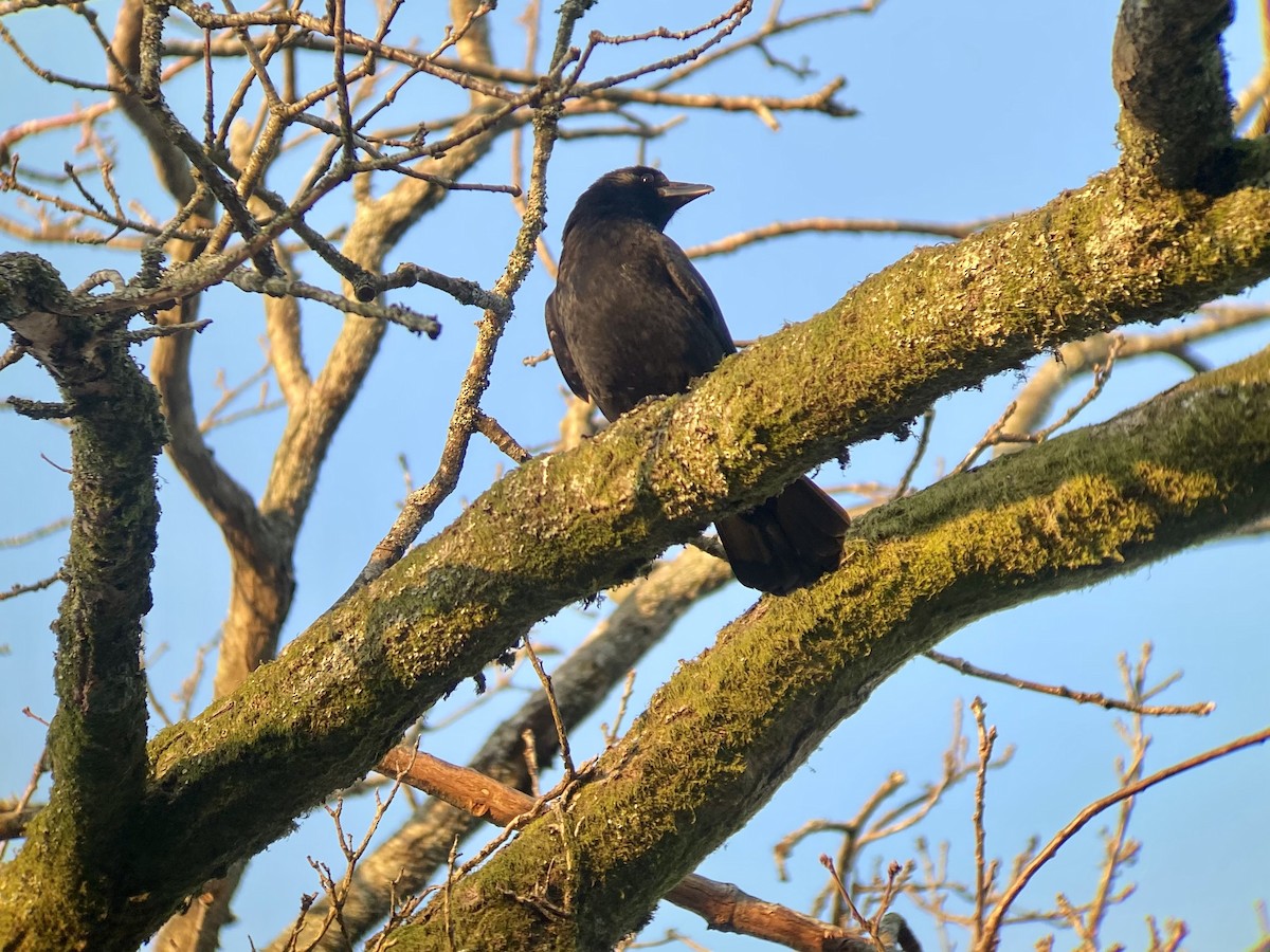 Carrion Crow - ML517637831