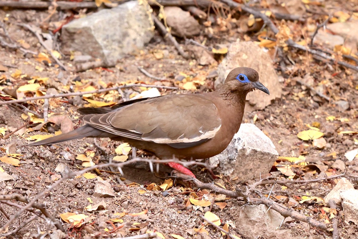 West Peruvian Dove - ML517639901