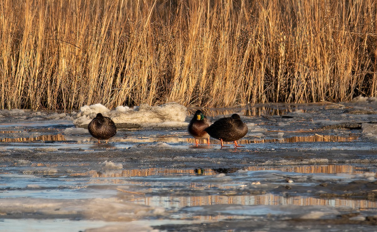 Mallard (Domestic type) - ML517640461