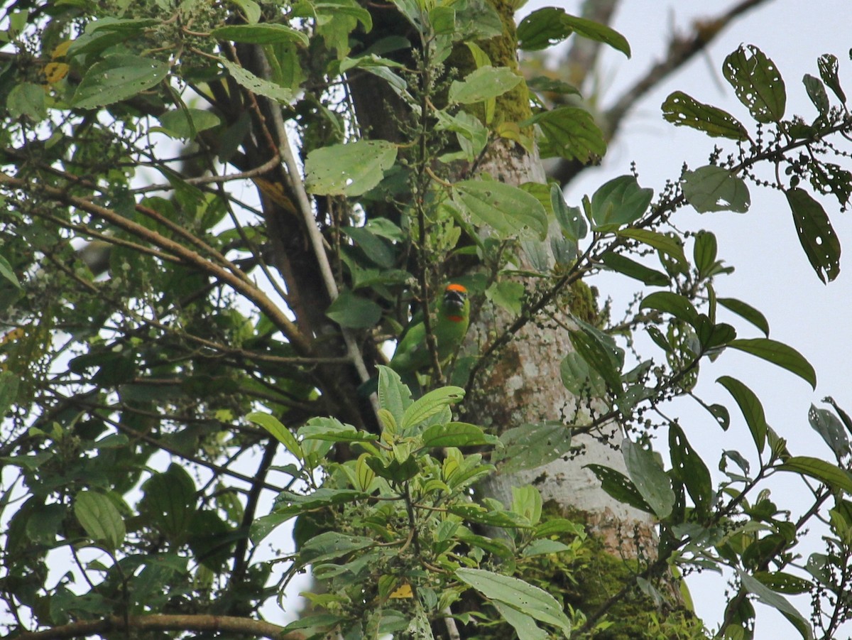 Flame-fronted Barbet - ML51764101