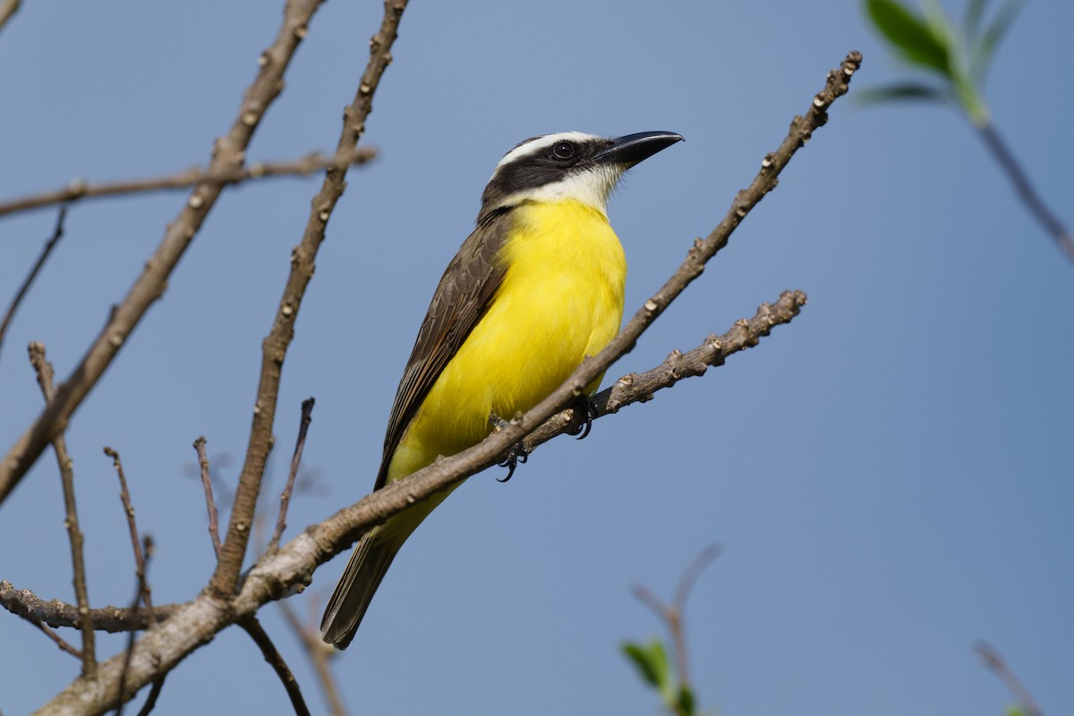 Boat-billed Flycatcher - ML517641191