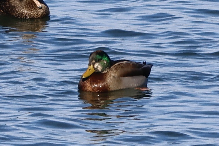 Mallard x American Black Duck (hybrid) - ML517641281