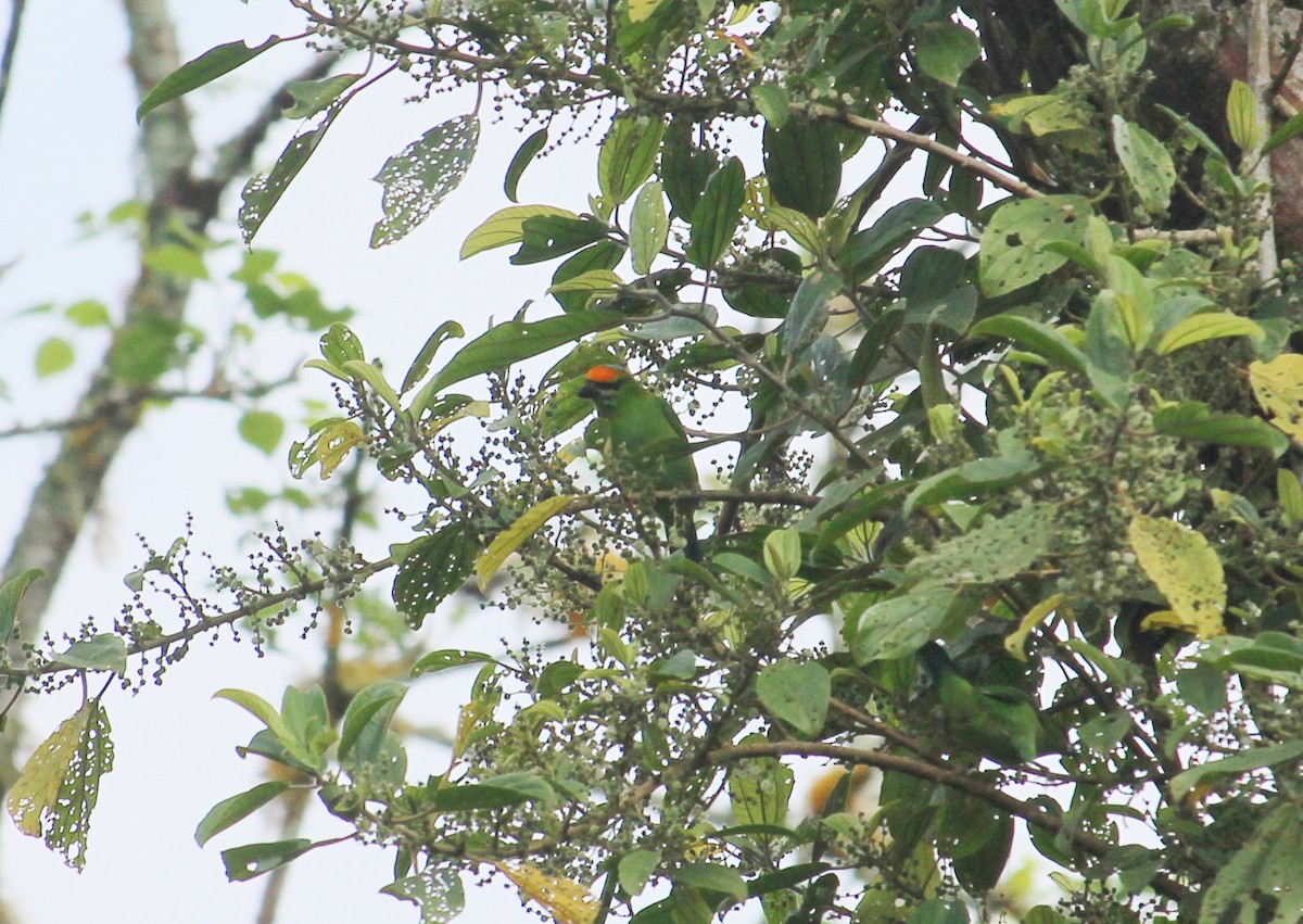 Flame-fronted Barbet - ML51764131