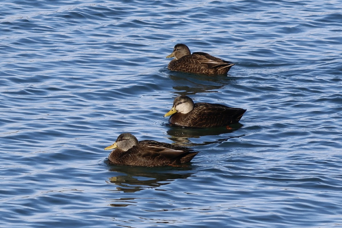 American Black Duck - Daniel Morton