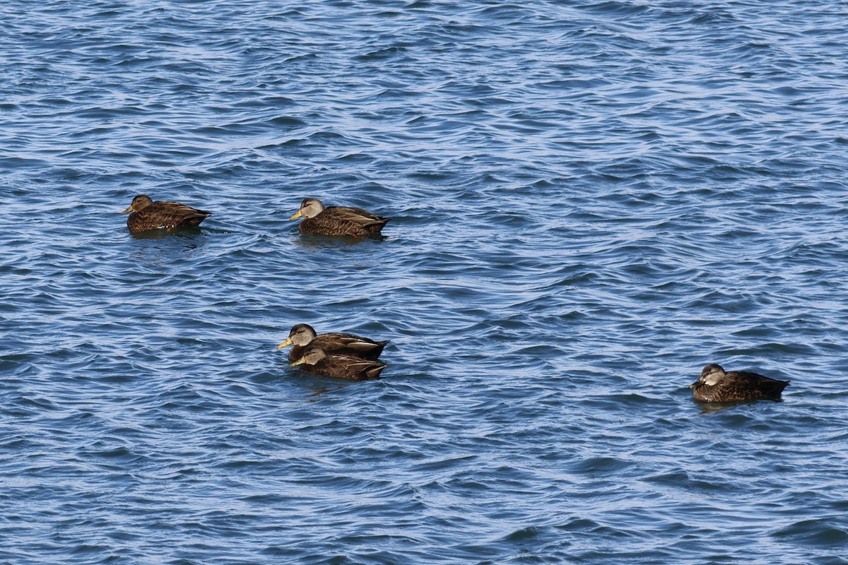 American Black Duck - Daniel Morton