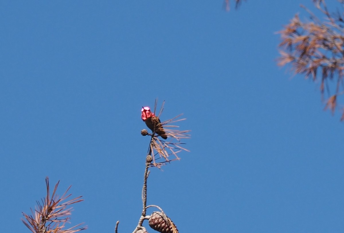 Colibri d'Anna - ML517642371