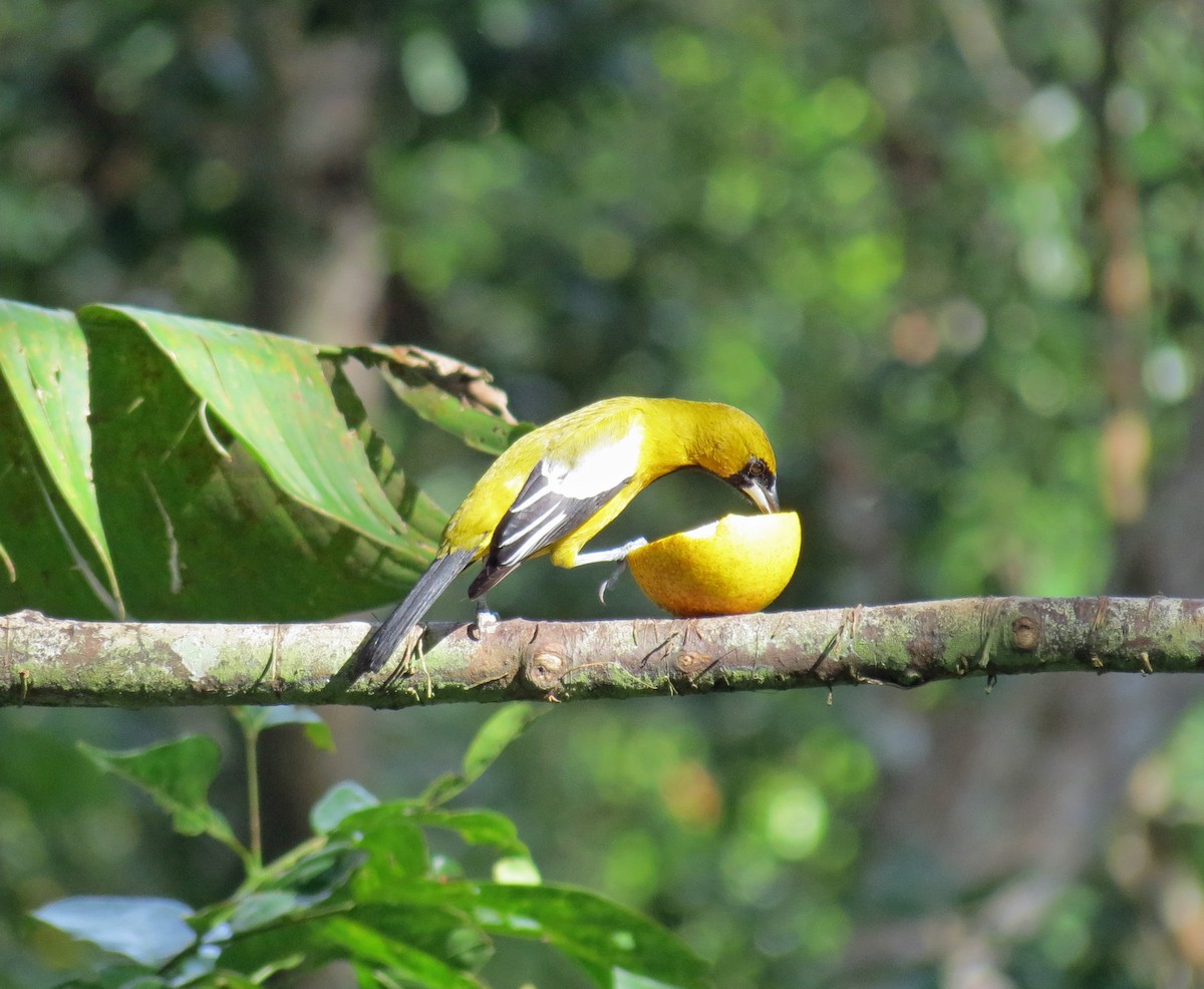 Jamaican Oriole - ML517643181