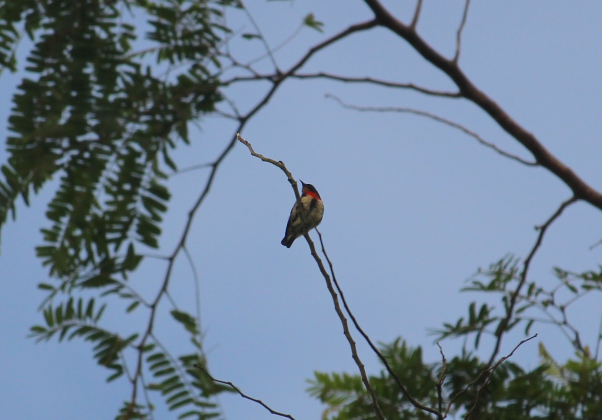 Blood-breasted Flowerpecker - Bruno Durand