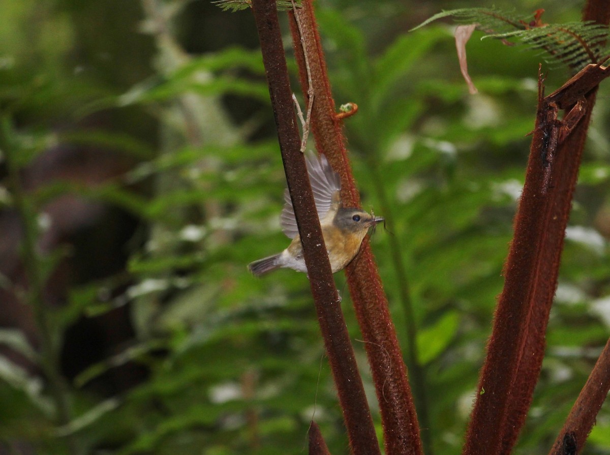 Snowy-browed Flycatcher - ML51764501