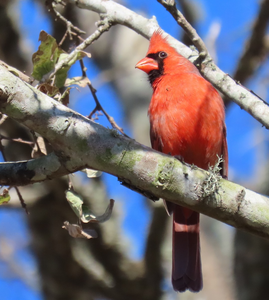 Cardinal rouge - ML517646891