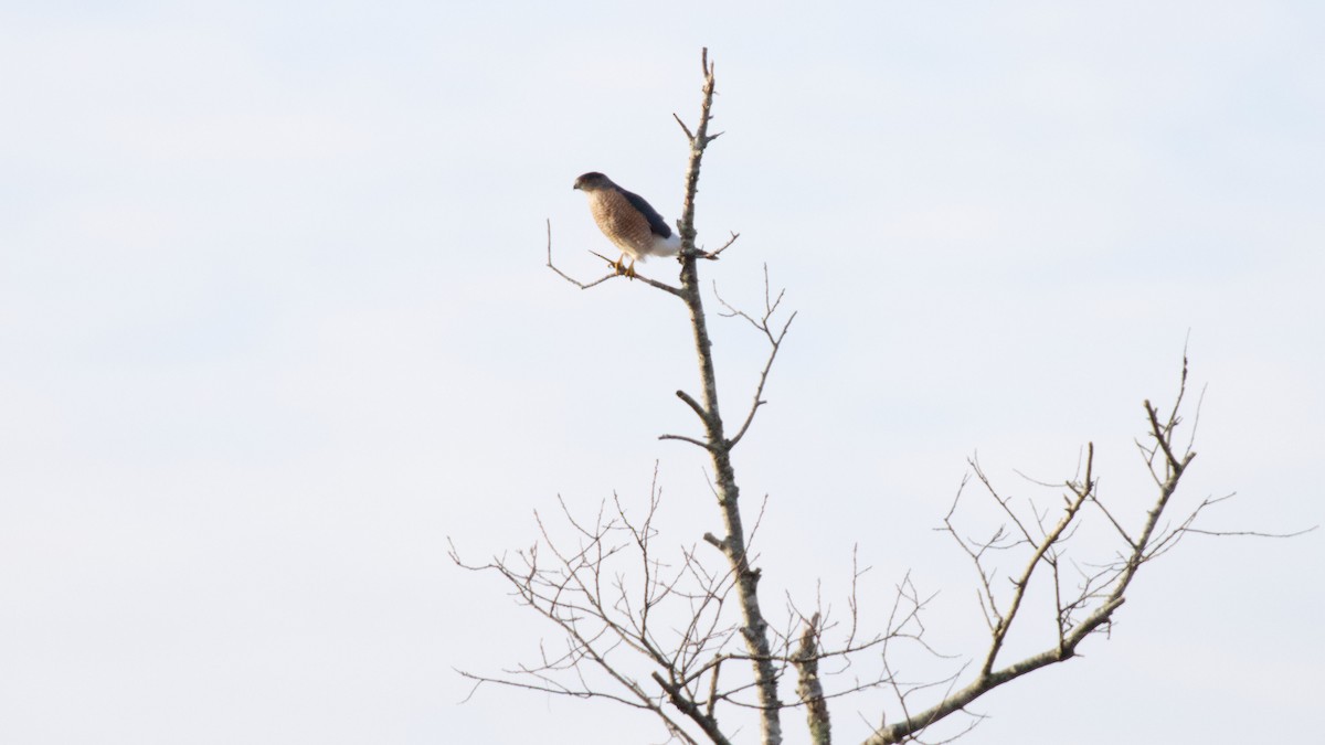 Cooper's Hawk - ML517647141