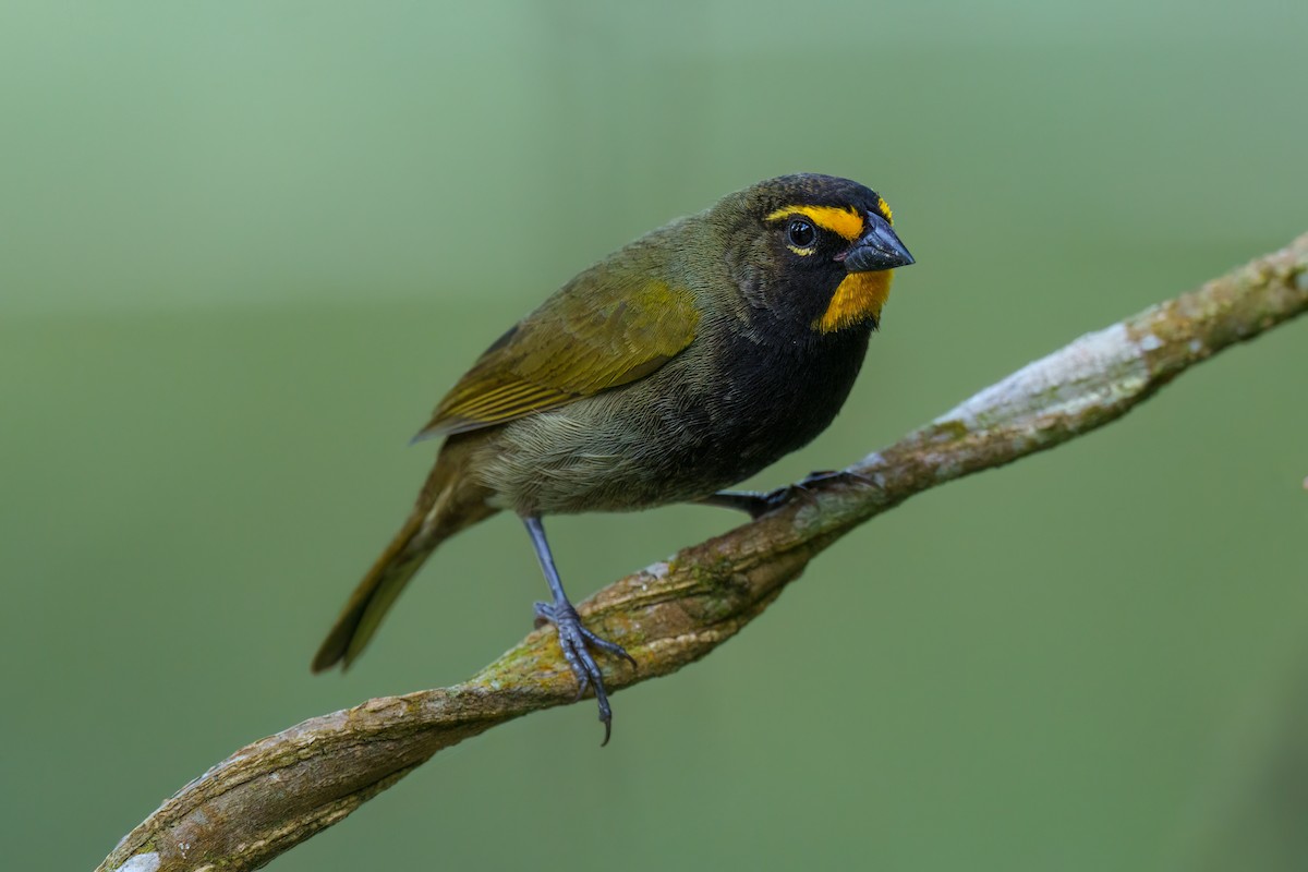 Yellow-faced Grassquit - ML517647561