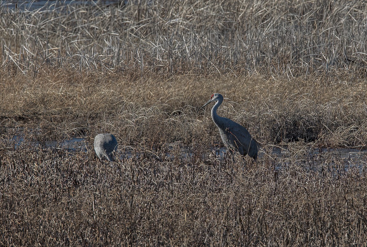 Sandhill Crane - ML517648081