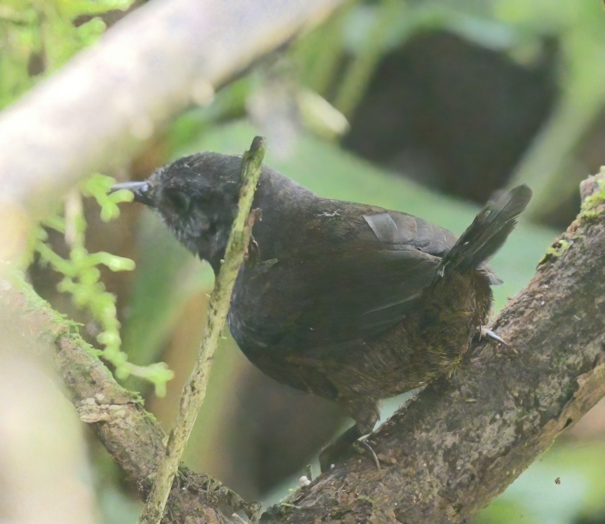 Choco Tapaculo - ML517648131