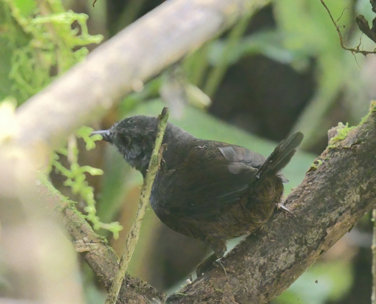 Choco Tapaculo - ML517648141