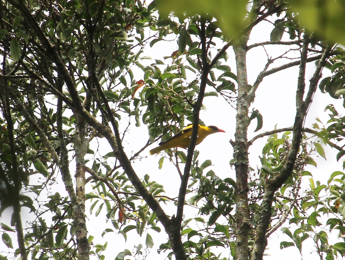 Black-naped Oriole - ML51764891