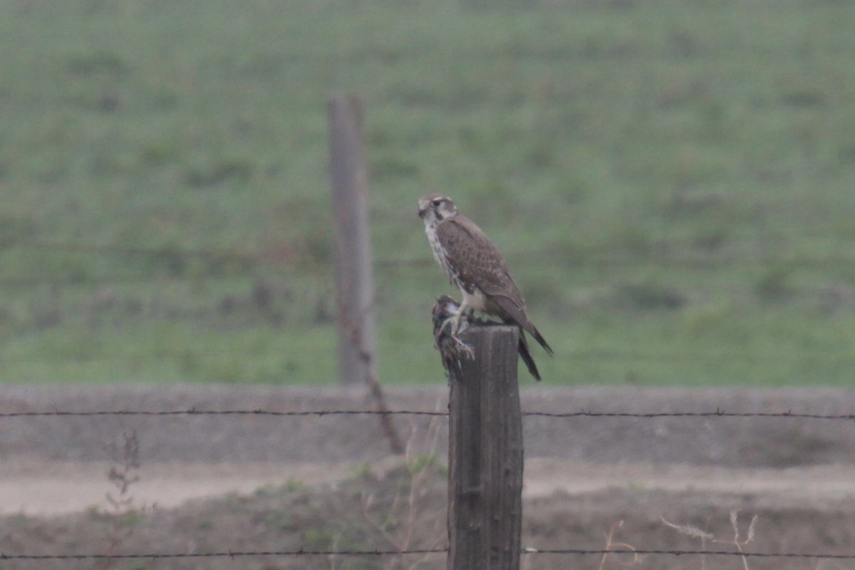 Prairie Falcon - Daniel George