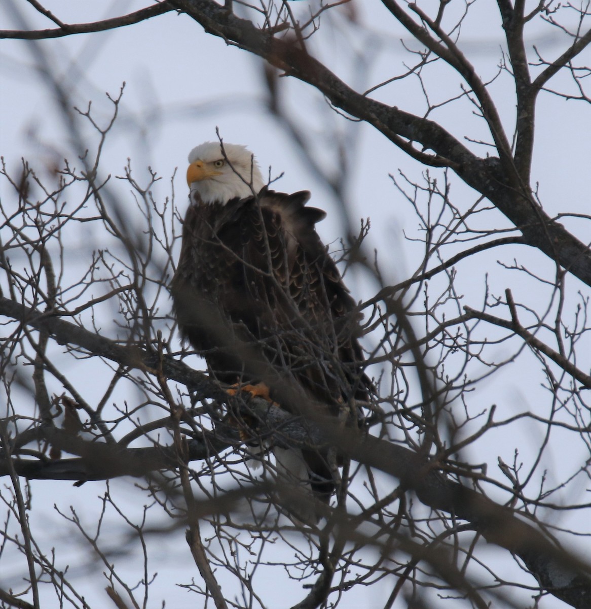 Bald Eagle - ML517649461