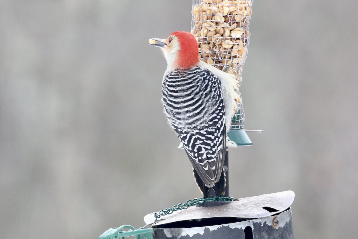 Red-bellied Woodpecker - ML517649681