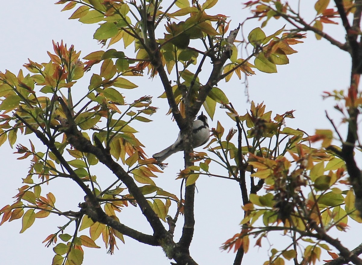 Cinereous Tit - ML51765021