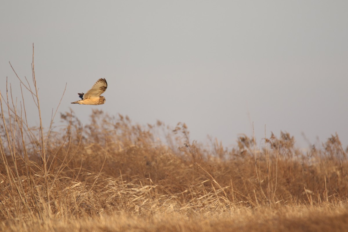 Short-eared Owl - ML517650251