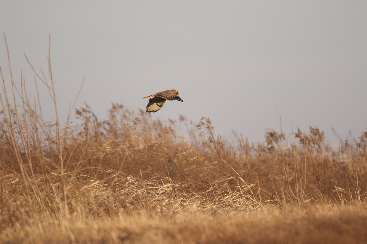 Short-eared Owl - ML517650261