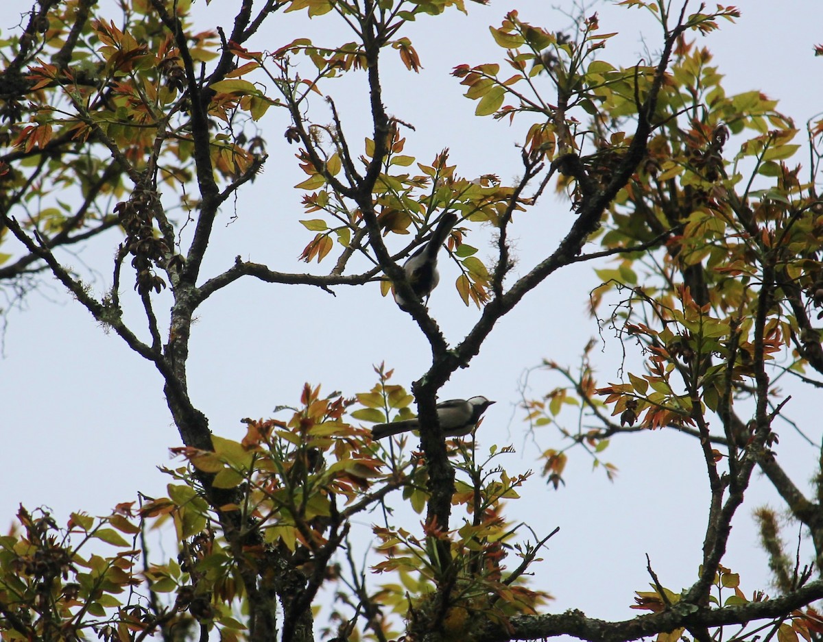 Cinereous Tit - Bruno Durand