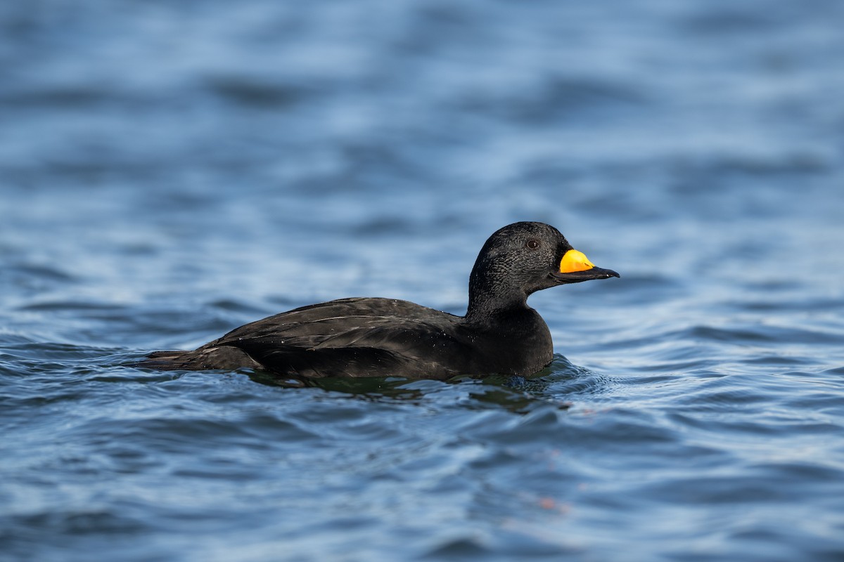 Black Scoter - ML517651581