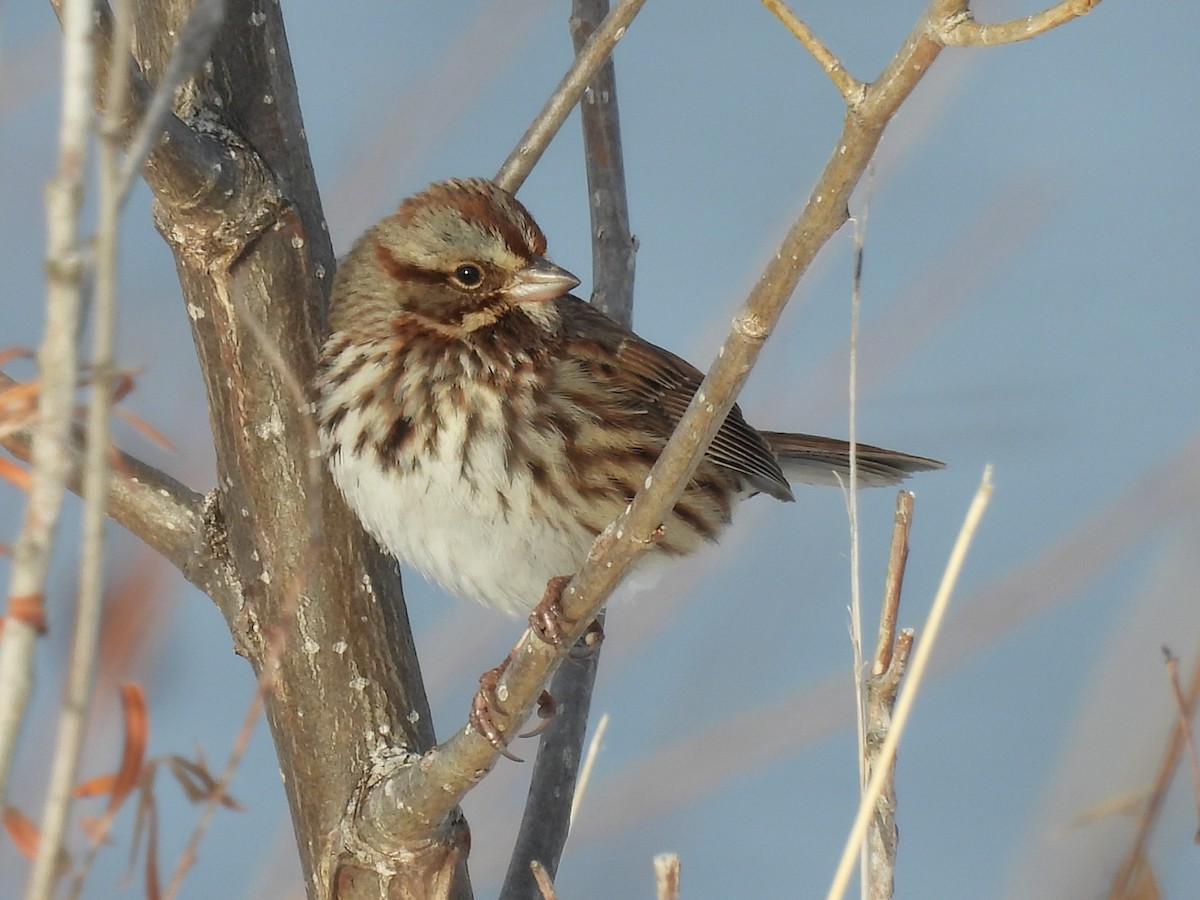 Song Sparrow - ML517652891