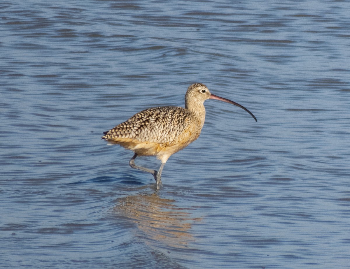 Long-billed Curlew - ML517653541