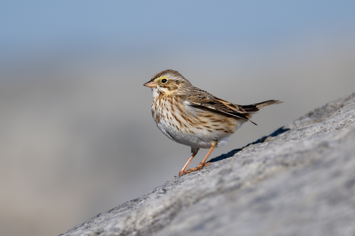 Savannah Sparrow (Ipswich) - ML517654031