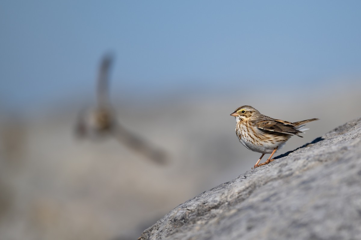 Savannah Sparrow (Ipswich) - ML517654041