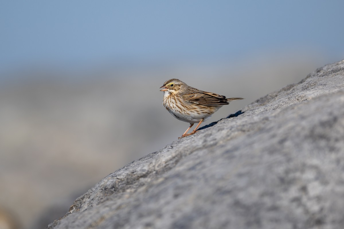 Savannah Sparrow (Ipswich) - ML517654051