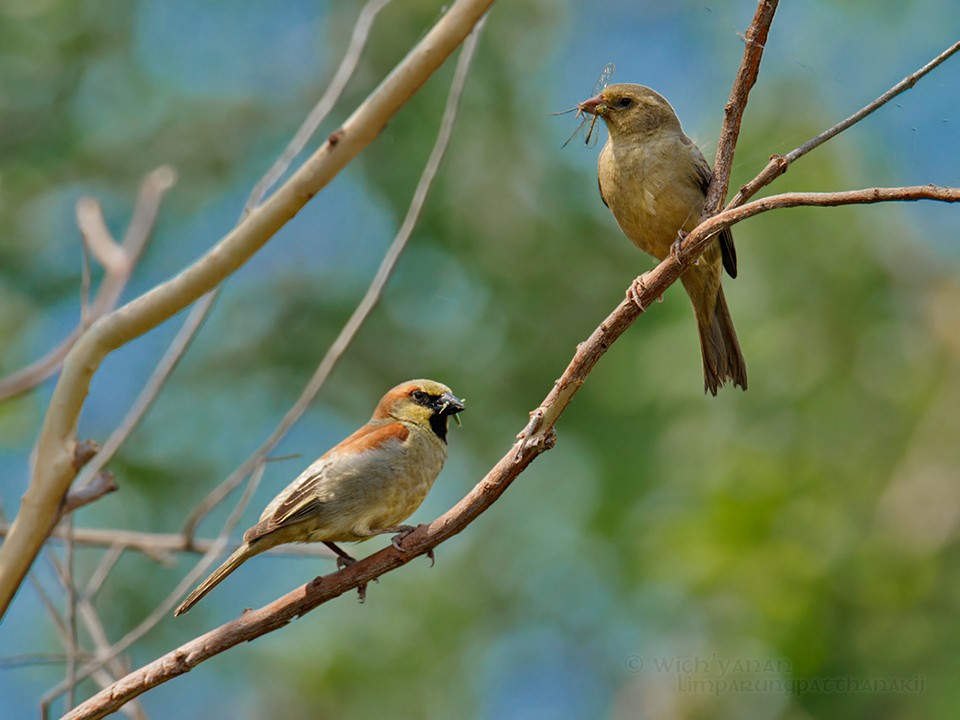 Plain-backed Sparrow - ML51765411