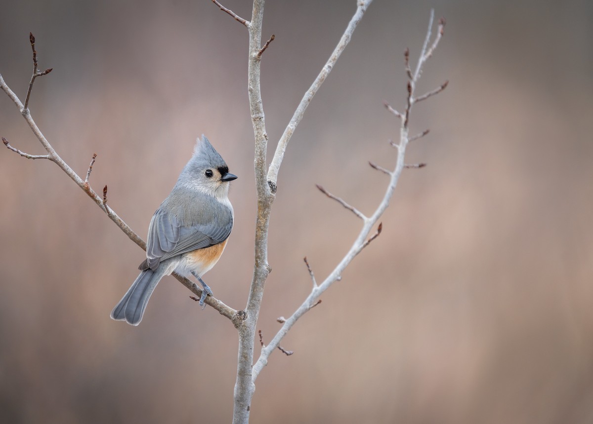 Tufted Titmouse - ML517654891