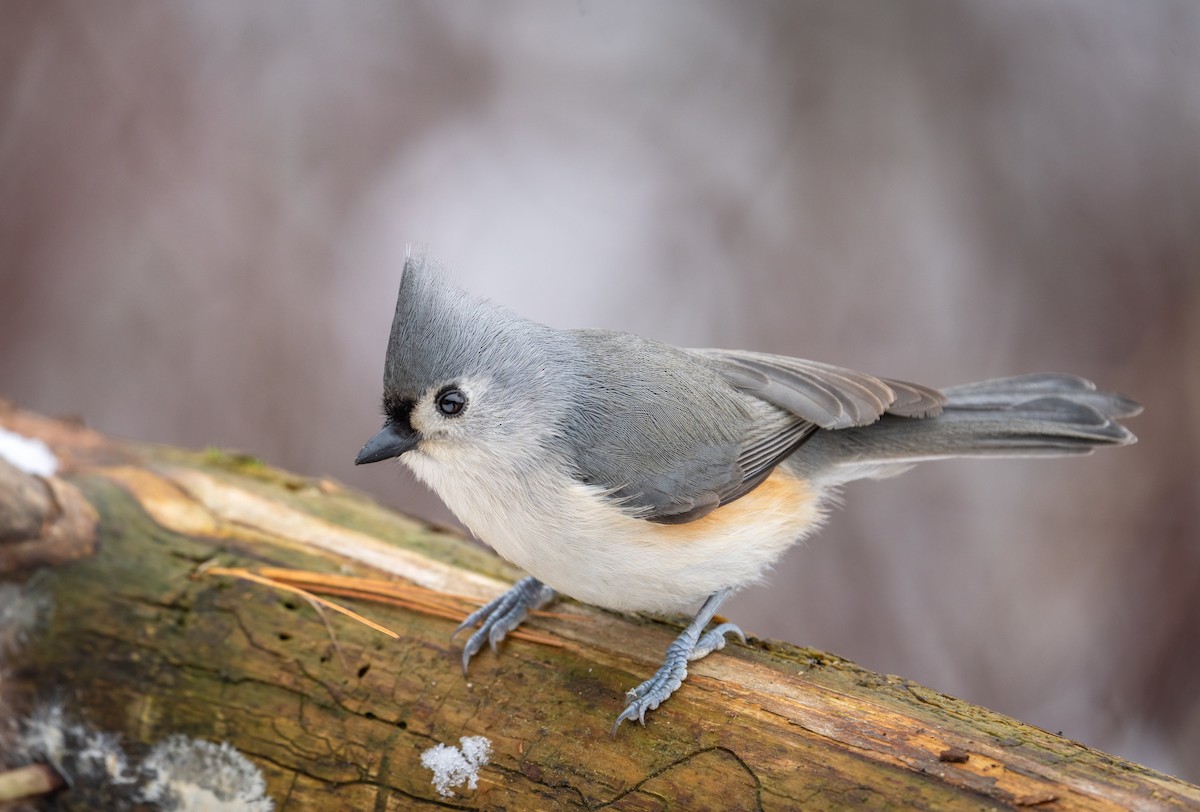 Tufted Titmouse - ML517654991