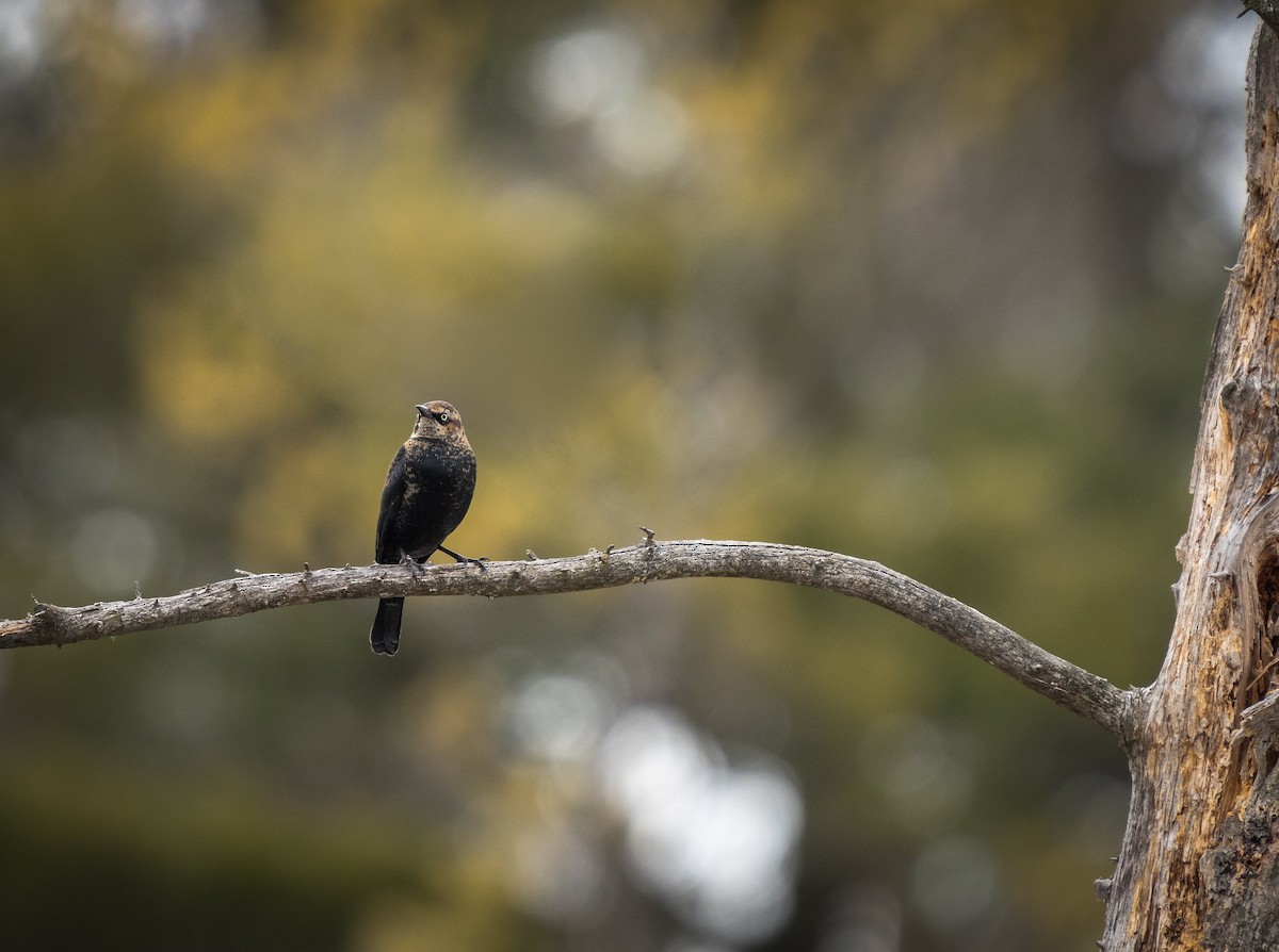 Rusty Blackbird - ML517655111