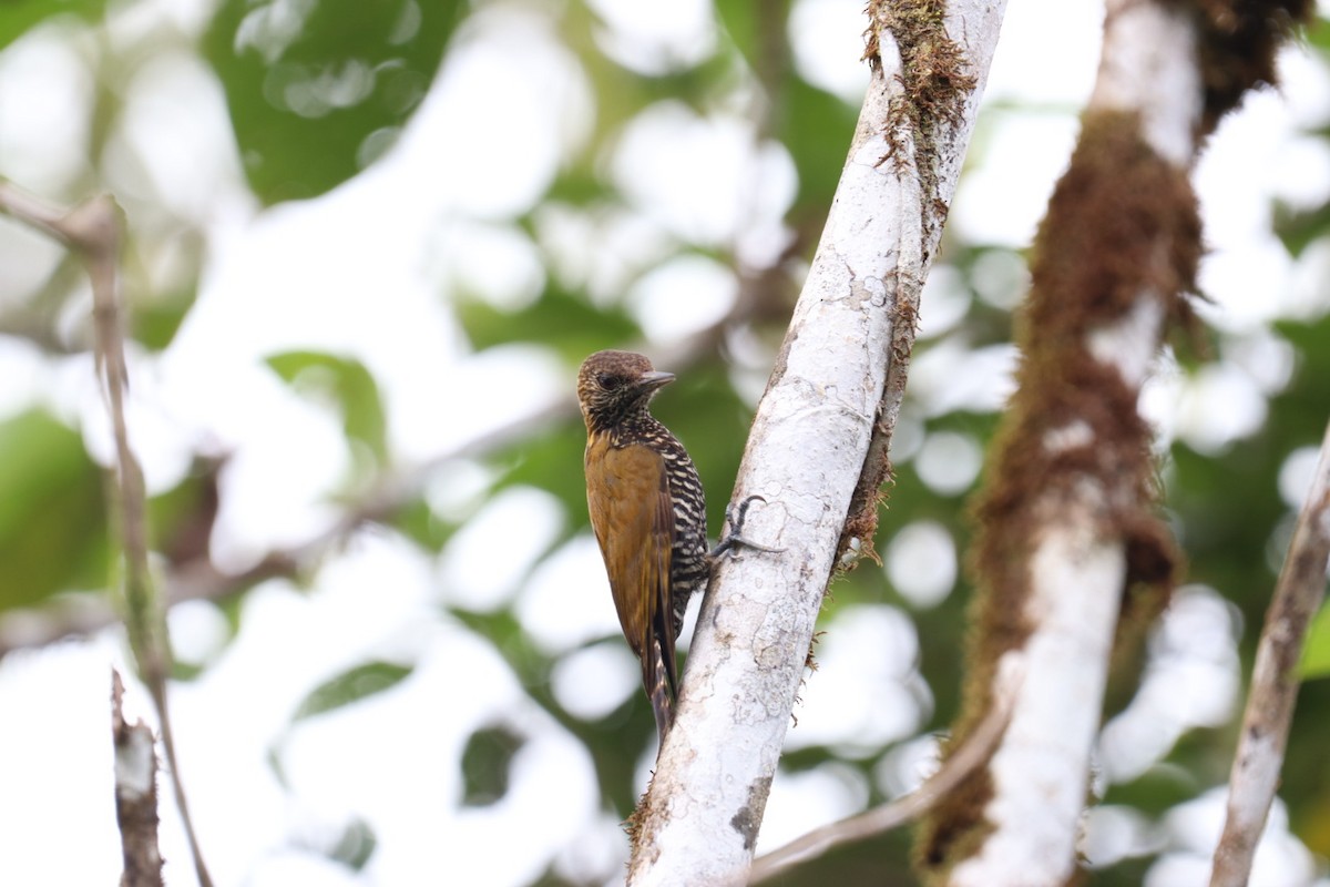 Carpintero del Chocó - ML517655281