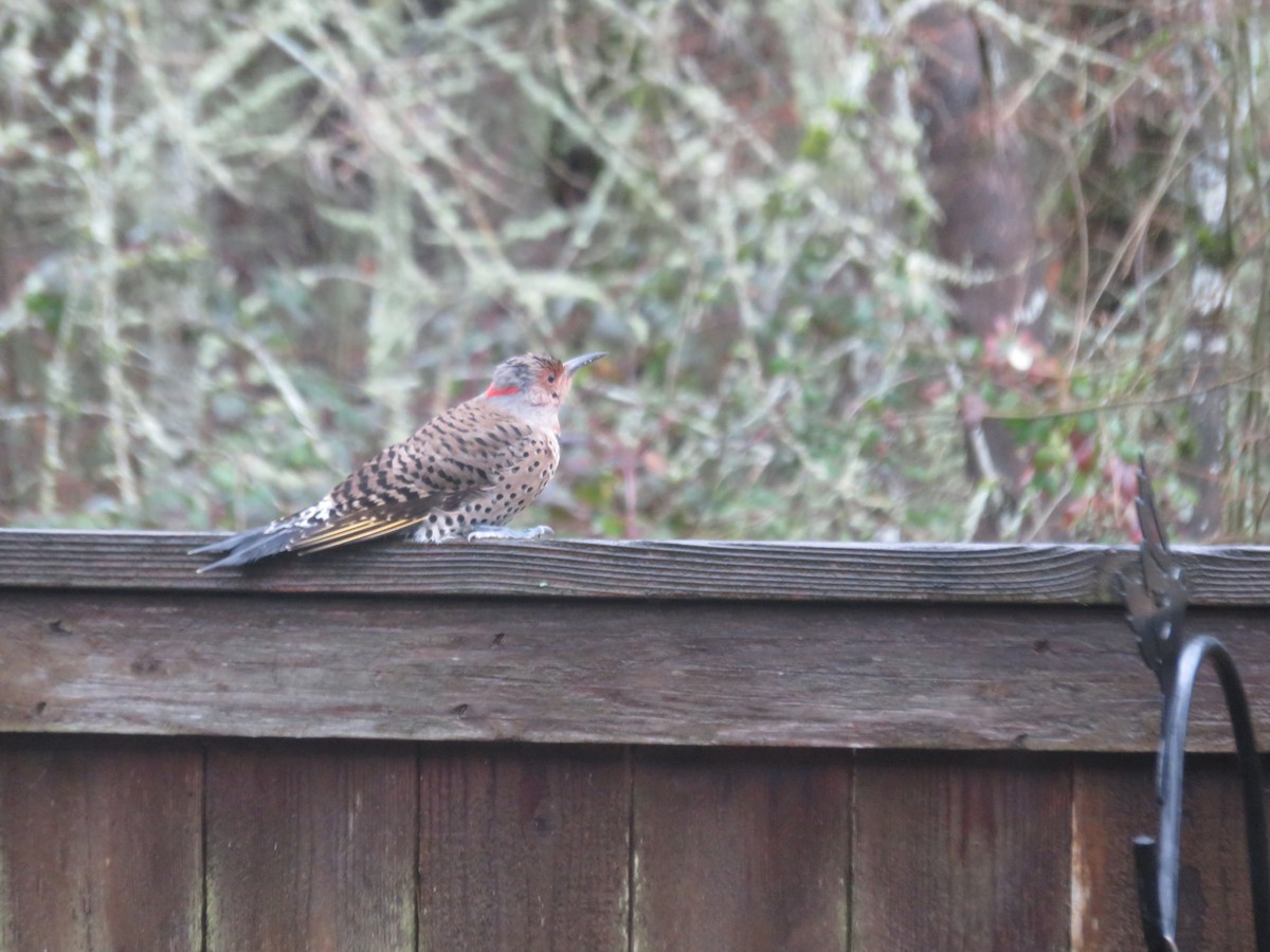 Northern Flicker (Yellow-shafted) - ML517655371