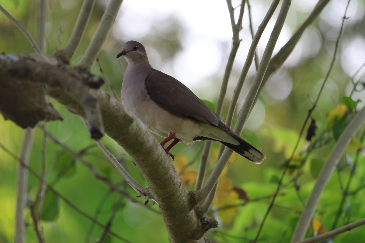 White-tipped Dove - Jorge Alcalá